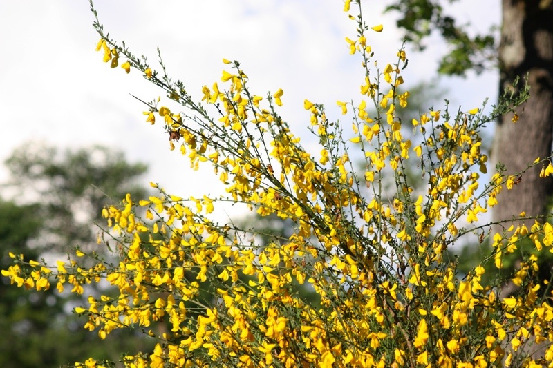 Cytisus scoparius